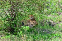 CHEETAH UNDER A BUSH - MASAI MARA - KENYA 7