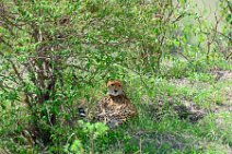 CHEETAH UNDER A BUSH - MASAI MARA - KENYA 8