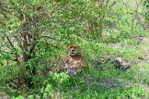CHEETAH UNDER A BUSH - MASAI MARA - KENYA 9
