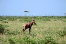 COMMON TSESSEBE (LEIERANTILOPE) - DAMALISCUS LUNATUS TOPI - MASAI MARA - KENYA 1