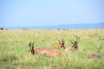 COMMON TSESSEBE (LEIERANTILOPE) - DAMALISCUS LUNATUS TOPI - MASAI MARA - KENYA 10