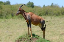 COMMON TSESSEBE (LEIERANTILOPE) - DAMALISCUS LUNATUS TOPI - MASAI MARA - KENYA 2