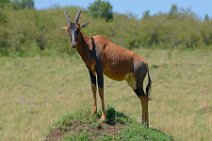 COMMON TSESSEBE (LEIERANTILOPE) - DAMALISCUS LUNATUS TOPI - MASAI MARA - KENYA 3