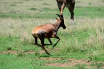 COMMON TSESSEBE (LEIERANTILOPE) - DAMALISCUS LUNATUS TOPI - MASAI MARA - KENYA 4