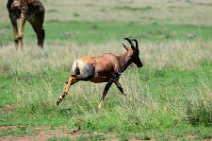 COMMON TSESSEBE (LEIERANTILOPE) - DAMALISCUS LUNATUS TOPI - MASAI MARA - KENYA 5