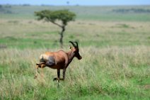 COMMON TSESSEBE (LEIERANTILOPE) - DAMALISCUS LUNATUS TOPI - MASAI MARA - KENYA 6