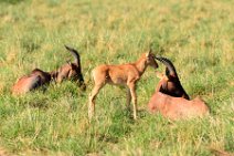 COMMON TSESSEBE (LEIERANTILOPE) - DAMALISCUS LUNATUS TOPI - MASAI MARA - KENYA 7