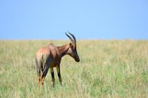 COMMON TSESSEBE (LEIERANTILOPE) - DAMALISCUS LUNATUS TOPI - MASAI MARA - KENYA 8