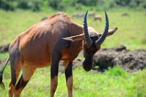 COMMON TSESSEBE (LEIERANTILOPE) - DAMALISCUS LUNATUS TOPI - MASAI MARA - KENYA 9