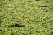 COMMON TSESSEBE (LEIERANTILOPE) WITH CALF - MASAI MARA - KENYA