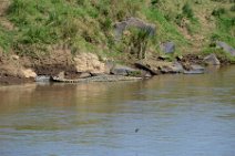 CROCODILE IN THE MARA RIVER - MASAI MARA - KENYA 1
