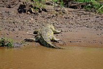 CROCODILE IN THE MARA RIVER - MASAI MARA - KENYA 10
