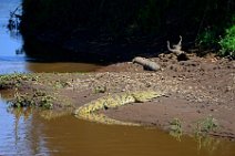 CROCODILE IN THE MARA RIVER - MASAI MARA - KENYA 11