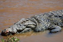 CROCODILE IN THE MARA RIVER - MASAI MARA - KENYA 2