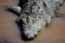 CROCODILE IN THE MARA RIVER - MASAI MARA - KENYA 3