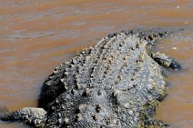 CROCODILE IN THE MARA RIVER - MASAI MARA - KENYA 4