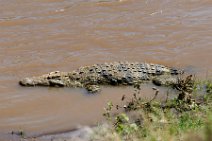 CROCODILE IN THE MARA RIVER - MASAI MARA - KENYA 5