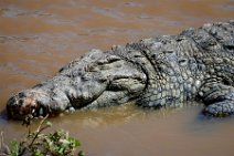 CROCODILE IN THE MARA RIVER - MASAI MARA - KENYA 6