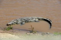 CROCODILE IN THE MARA RIVER - MASAI MARA - KENYA 7
