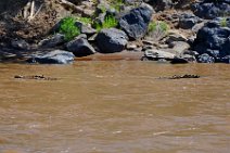 CROCODILE IN THE MARA RIVER - MASAI MARA - KENYA 8