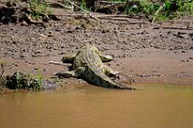 CROCODILE IN THE MARA RIVER - MASAI MARA - KENYA 9