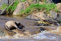 CROCODILE WITH CADAVER IN THE MARA RIVER - MASAI MARA - KENYA 1