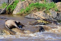 CROCODILE WITH CADAVER IN THE MARA RIVER - MASAI MARA - KENYA 2