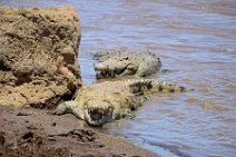 CROCODILES IN MARA RIVER - MASAI MARA - KENYA 1