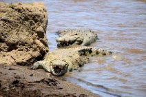 CROCODILES IN MARA RIVER - MASAI MARA - KENYA 2