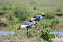 CROWN CRANES AT THE MARA RIVER - MASAI MARA - KENYA 1