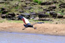 CROWN CRANES AT THE MARA RIVER - MASAI MARA - KENYA 10