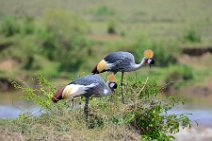 CROWN CRANES AT THE MARA RIVER - MASAI MARA - KENYA 2