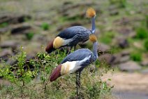 CROWN CRANES AT THE MARA RIVER - MASAI MARA - KENYA 3