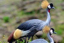 CROWN CRANES AT THE MARA RIVER - MASAI MARA - KENYA 4