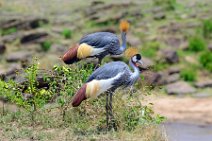CROWN CRANES AT THE MARA RIVER - MASAI MARA - KENYA 5