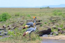 CROWN CRANES AT THE MARA RIVER - MASAI MARA - KENYA 6