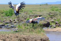 CROWN CRANES AT THE MARA RIVER - MASAI MARA - KENYA 7