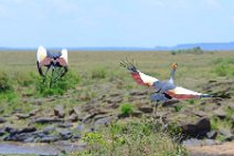 CROWN CRANES AT THE MARA RIVER - MASAI MARA - KENYA 8