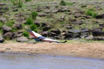 CROWN CRANES AT THE MARA RIVER - MASAI MARA - KENYA 9