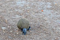 DORBEETLES WORKING ON A BALL OF DUNG - MASAI MARA - KENYA 1