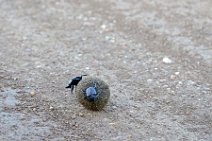 DORBEETLES WORKING ON A BALL OF DUNG - MASAI MARA - KENYA 2