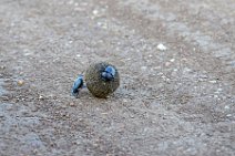 DORBEETLES WORKING ON A BALL OF DUNG - MASAI MARA - KENYA 3