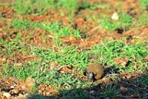 DORBEETLES WORKING ON A BALL OF DUNG - MASAI MARA - KENYA 4