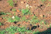 DORBEETLES WORKING ON A BALL OF DUNG - MASAI MARA - KENYA 5