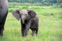BABY ELEPHANT - MASAI MARA - KENYA 17