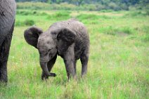 BABY ELEPHANT - MASAI MARA - KENYA 18