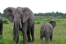 BABY ELEPHANT WITH MOTHER ELEPHANT - MASAI MARA - KENYA 21