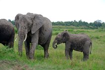 BABY ELEPHANT WITH MOTHER ELEPHANT - MASAI MARA - KENYA 22