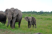 BABY ELEPHANT WITH MOTHER ELEPHANT - MASAI MARA - KENYA 23