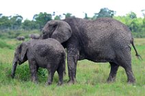 BABY ELEPHANT WITH MOTHER ELEPHANT - MASAI MARA - KENYA 24